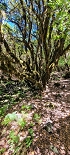 Plants: image 62 Of 208 Thumb